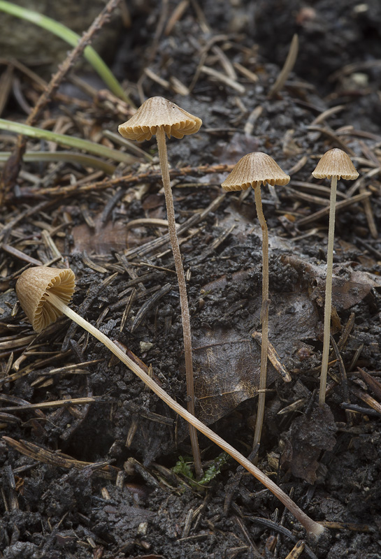 Conocybe velutipes